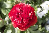 Bel fiore rosso che sembra una rosa