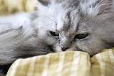 Immagine divano Bel gatto bianco col broncio disteso sul divano