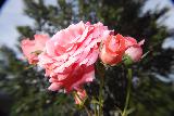 Bella rosa di color rosa tra altre rose che devono sbocciare