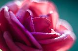 Immagine bellissima Bellissima rosa in primo piano che esprime romanticismo