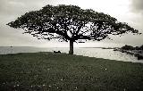 Immagine bellissimo Bellissimo albero solitario sopra una panchina perfetto per innamorati