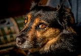 Bellissimo cane in primo piano con sguardo tenero