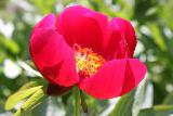 Bellissimo fiore rosso con stami gialli