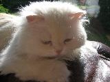 Immagine bellissimo Bellissimo gatto bianco di razza malinconico