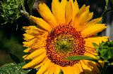 Immagine bellissimo Bellissimo girasole con dentro un insetto