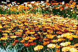 Immagine bellissimo Bellissimo prato con tanti fiori che sembrano dorati