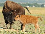 Bisonti che si fanno le coccole nel rifugio naturale