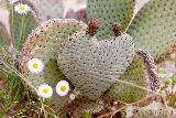 Immagine cuore Cactus a forma di cuore