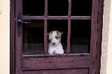 Immagine tenerezza Cagnolino alla finestra che suscita tenerezza e una certa tristezza