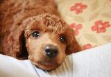 Immagine dolce Cagnolino molto dolce sul letto con sguardo profondo