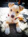 Immagine cane adorabile Cane adorabile con sguardo dolce pieno di vita