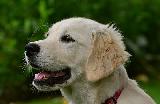 Cane bianco con sguardo dolce e sereno