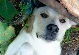 Immagine cane bianco Cane bianco dallo sguardo triste molto tenero