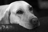 Cane bianco malinconico con muso sul bracciolo del divano