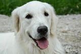 Immagine cane bianco Cane bianco molto bello che infonde positività e dolcezza
