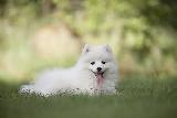 Cane di razza bianco felice sul prato con sguardo dolce