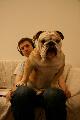 Immagine cane Cane gigante seduto su un esile ragazzo