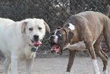 Immagine facciale Cane mansueto e cane arrabbiato con espressione facciale ridicola