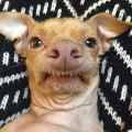 Immagine cane pazzoide Cane pazzoide con espressione del viso esilarante