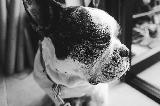 Immagine cane triste Cane triste alla finestra in uno scatto in bianco e nero