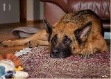 Cane triste sul tappeto che fa tanta tenerezza