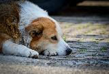 Cane triste sulla strada che fa tanta tenerezza