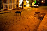Immagine cani Cani in strada di notte che suscitano una certa malinconia