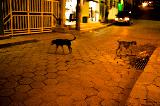 Cani in strada di notte che suscitano una certa malinconia