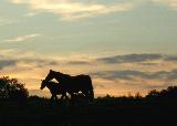 Cavalli che passeggiano al calare del sole