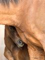 Immagine cavalla Cavallino timido nascosto dietro mamma cavalla