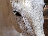 Immagine muso Cavallo bianco con muso lungo molto malinconico