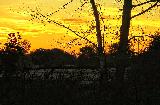 Immagine colore giallo Cielo di bel colore giallo al tramonto al di là degli alberi