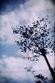 Immagine cielo malinconico Cielo malinconico che sovrasta albero spoglio obliquo