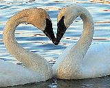 Immagine innamorati Cigno innamorati che formano un cuore sul lago