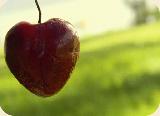 Immagine ciliegia Ciliegia a forma di cuore