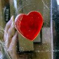 Immagine classico cuore Classico cuore rosso sospeso in verticale