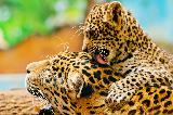 Cucciolo di giaguaro che lecca la madre con tenerezza