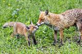 Cucciolo di volpe che fa tenerezza mentre gioca con mamma volpe