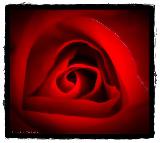 Immagine centro Cuore al centro di una rosa