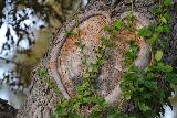 Cuore ricavato sulla corteccia di un albero