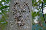 Immagine cuore spigoloso Cuore spigoloso inciso su albero