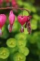 Cuori naturali pendenti in mezzo al verde