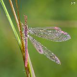 Immagine insetto Dolce scena con un insetto che sembra una libellula