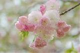 Immagine amore Dolci fiori di ciliegio giapponesi per un tenero amore