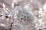 Immagine fiori Dolci pensieri alla vista di fiori bianchi bellissimi