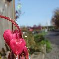 Immagine due Due bei cuori naturali in una viuzza della città