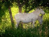 Immagine due Due cavalli bianchi in prato verde molto dolci