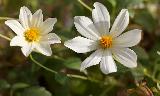 Immagine due Due fiori con petali bianchi arancioni al centro