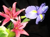 Immagine due Due fiori rosa e un fiore viola vicini