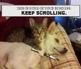 Immagine gola Esilarante gatto con zampa che stringe un coltello alla gola di un cane